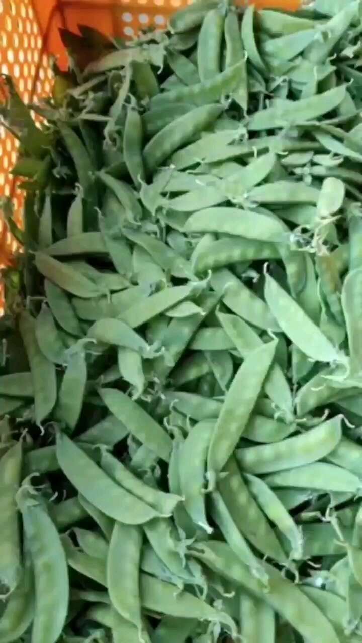 荷蘭豆大量供應，產地直供，歡迎老板來合作