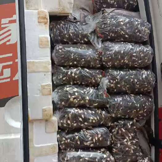 江华县黑皮全国直销，专车配送，顺丰包运，空运等