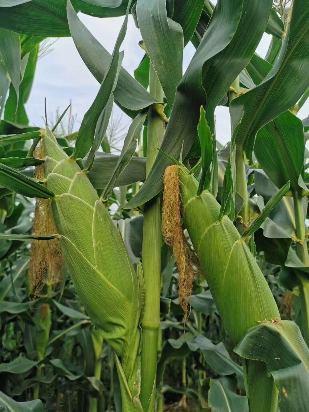濟南凱瑞德種業(yè)