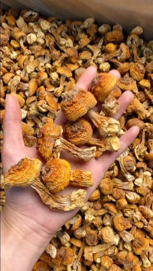 姬松茸巴西菇短腿蘑菇散装松茸云南菌菇红菇杏鲍菇牛肝菌鸡油菌