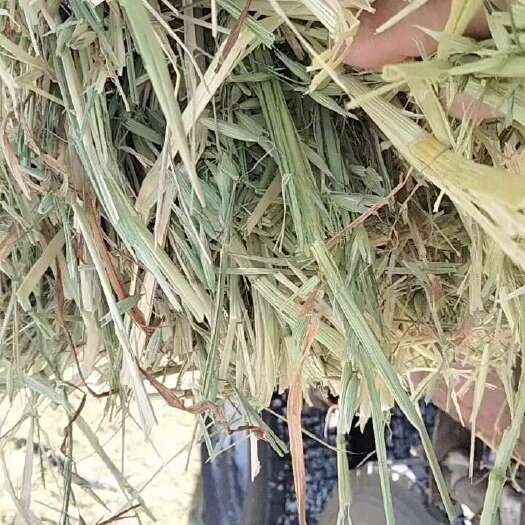 呼伦贝尔燕麦草