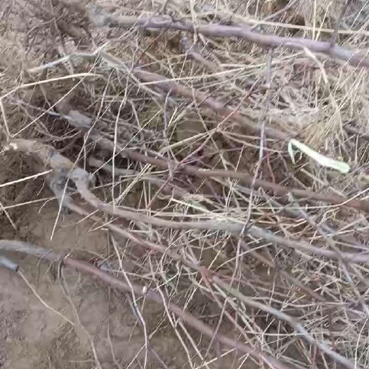 宁陵县蟠枣苗
