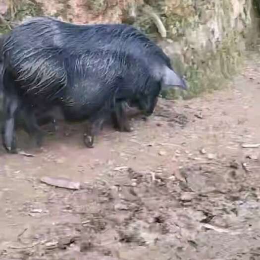 封开县黑香猪