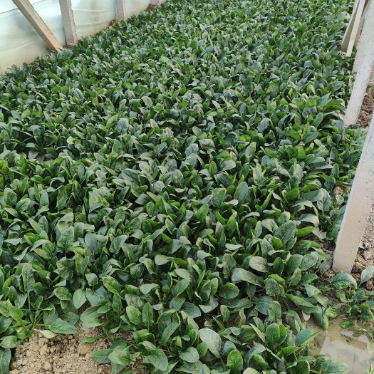 滑县菠菜，各种菠菜供应，原产地