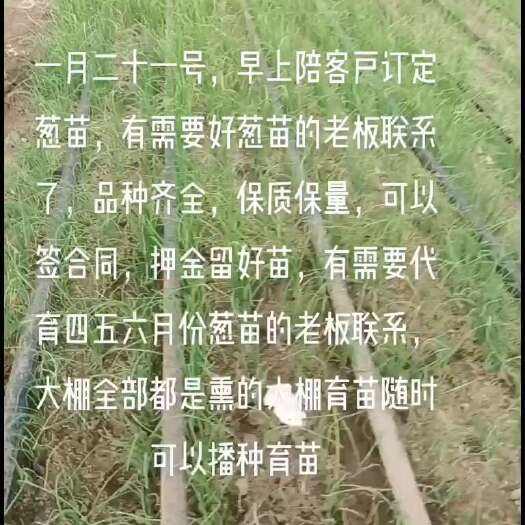 潍坊一代葱苗开始预定了，品种齐全，保质保量，