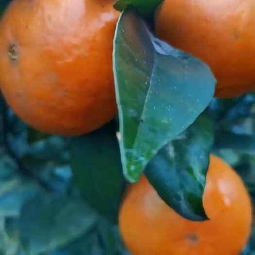 云阳沃柑颜色鲜，个子个大，皮薄肉厚，汁水多味道甜