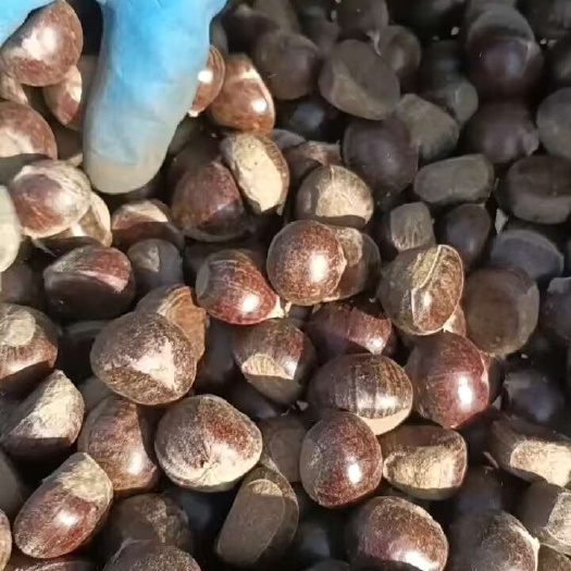老树大标1斤55粒
