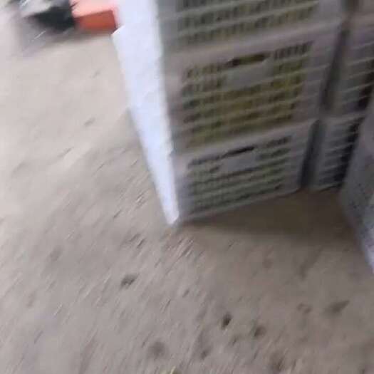 平南县冬枣