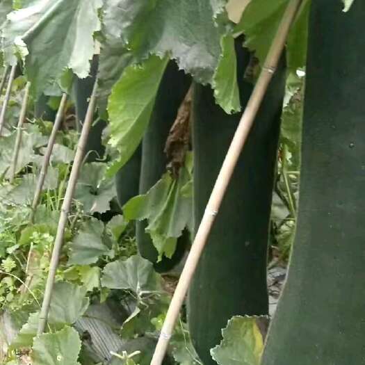 澄迈县海南黑皮冬瓜精品一级货蔬菜乐东A货