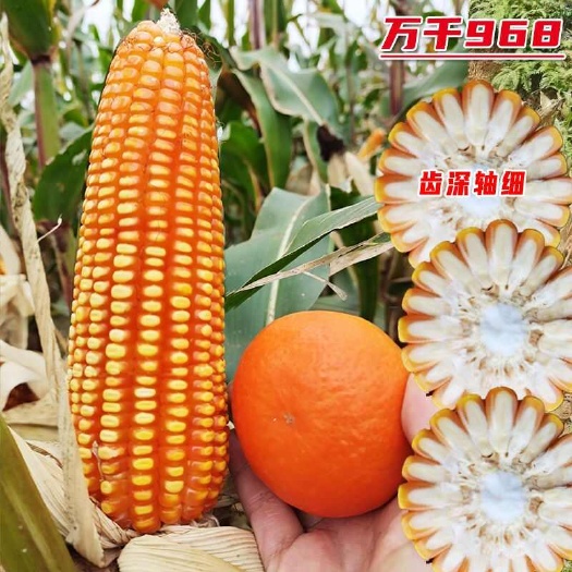 上林县万千968杂交玉米种子黄玉米猪饲料玉米大棒产量多粒深硬粒抗病