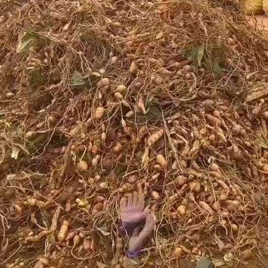 广州云南产地苦胆，发货地为云南省红河