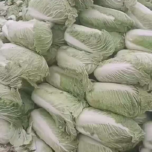 北京新三号大白菜