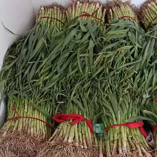 禹州市红根蒜苗大量供应，春节之前不断货。货源充足，全国发货。