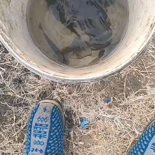 淮南青鱼苗一斤5尾