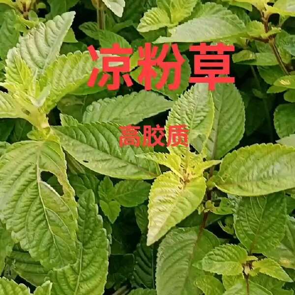 烧仙草种子 凉粉草种子