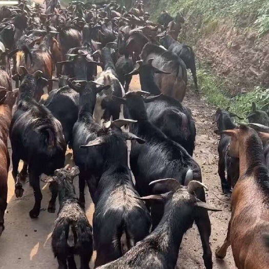 广州广东大山放养黑山羊