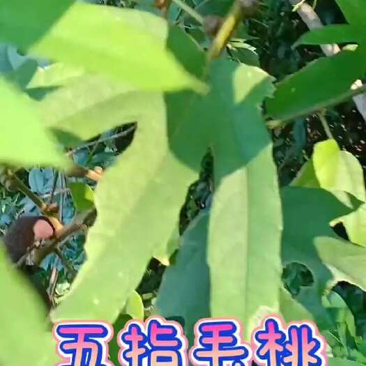 灵川县纯五指毛桃，现挖生鲜，干品等规格，无硫，干净，