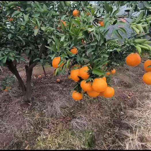 仁寿县眉山仁寿耙耙柑自销果，老树味道正，支持零售和批发