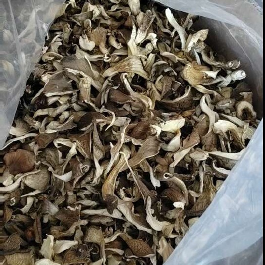 邯郸蘑菇