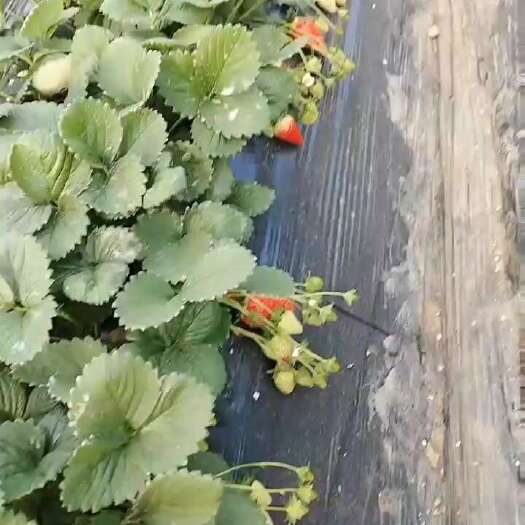 邳州市妙香大中小果都有，价格不同