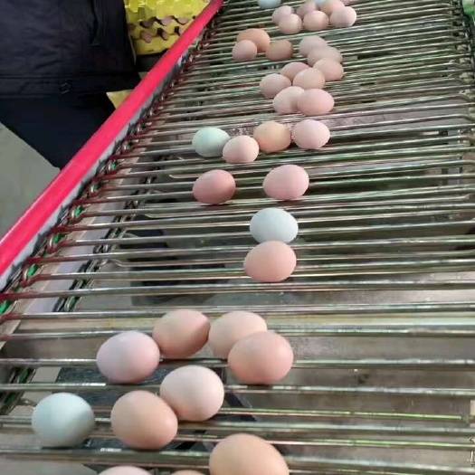 聊城白壳蛋