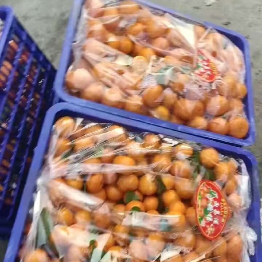 邯郸沙糖桔各种水果