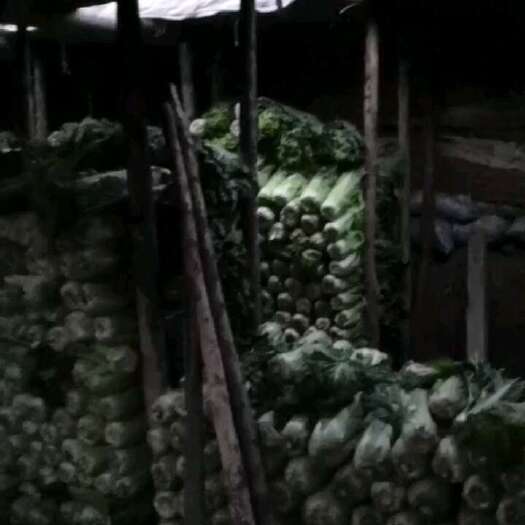 唐山津绿60大白菜