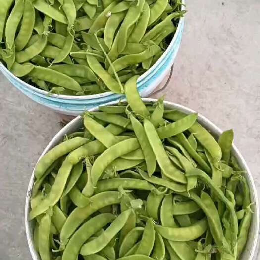 连州市荷兰豆