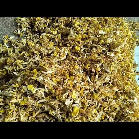 鸡油菌菇干货榆黄蘑干货产地直销批发，支持一件代发