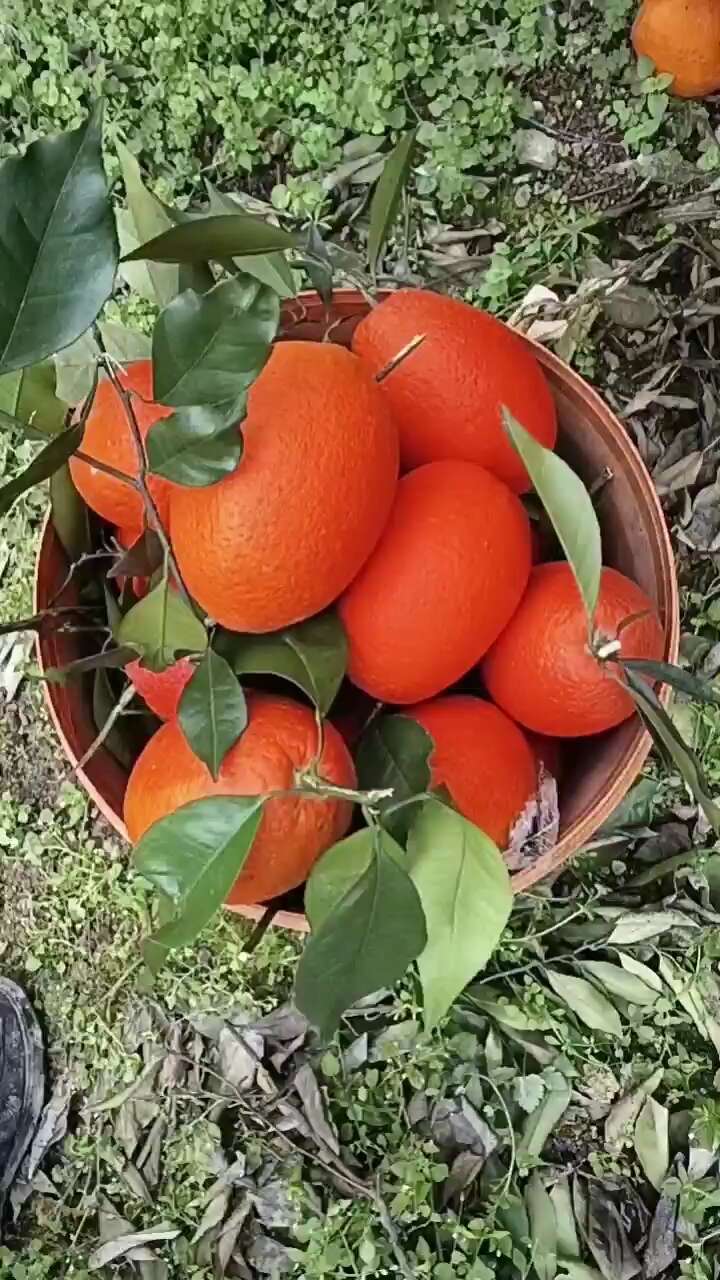 奉节脐橙