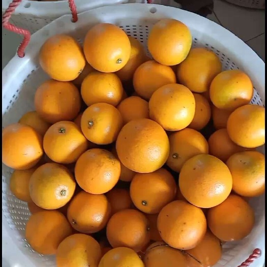 博罗县广东博罗红光橙