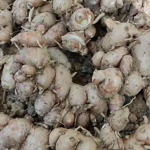 阳春市自己种的沙姜，个头大，有兴趣的老板私聊