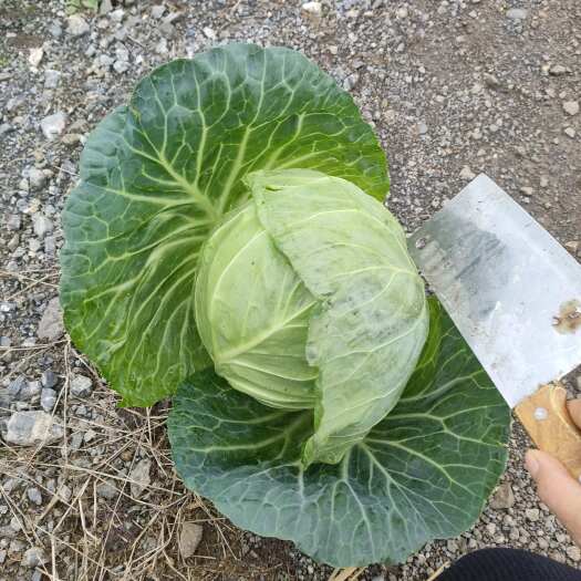 横州市广西精品包菜大量上市中，货源充足，每天可发挂车，无虫眼品相好