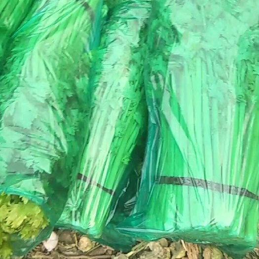新野县芹菜