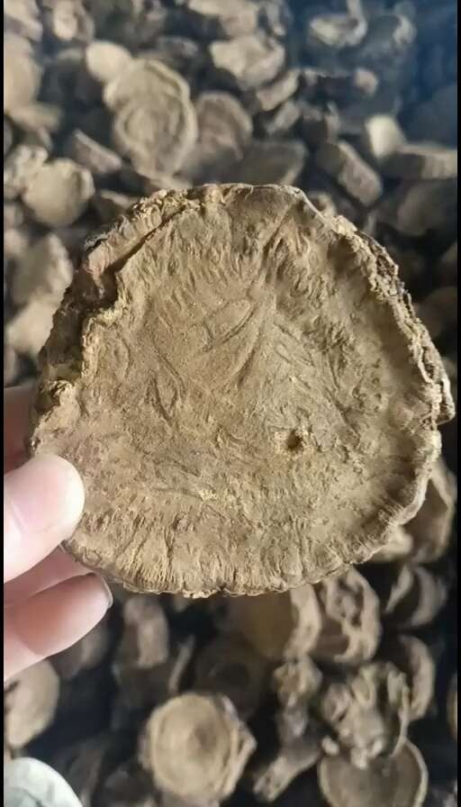 马蹄大黄   干片   北川产地直供