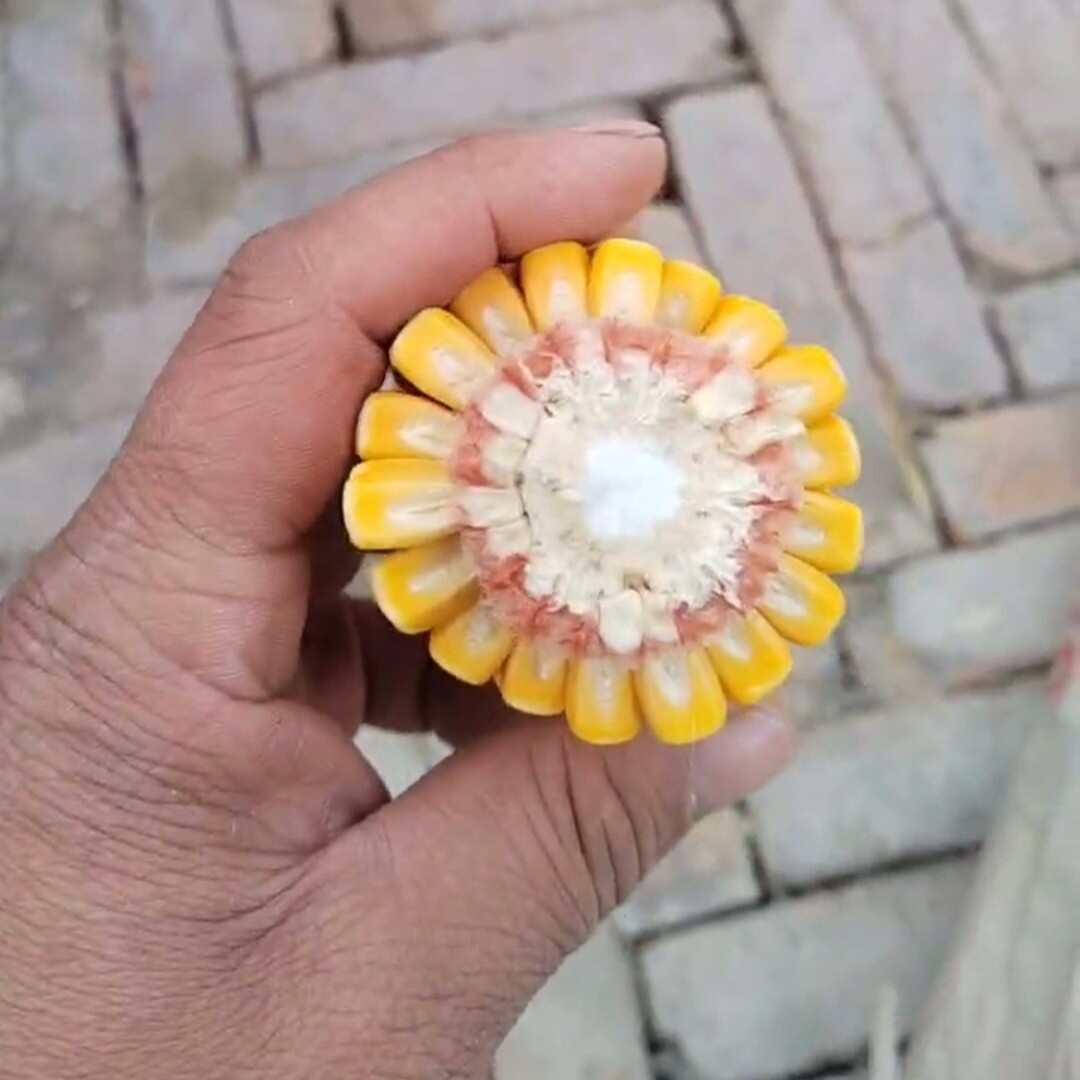 黄糯玉米粒836，水分20左右