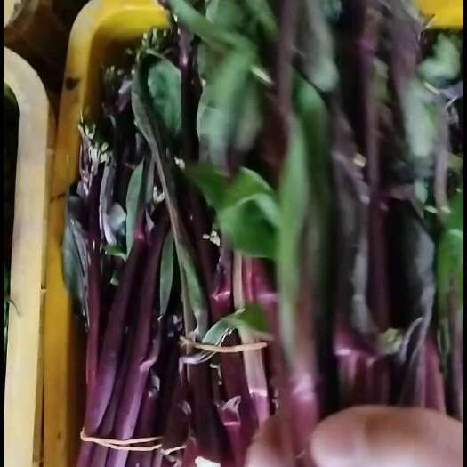 独山县红菜苔：小叶鲜亮紫红色，苔嫩，叶尖细，糯脆甜。