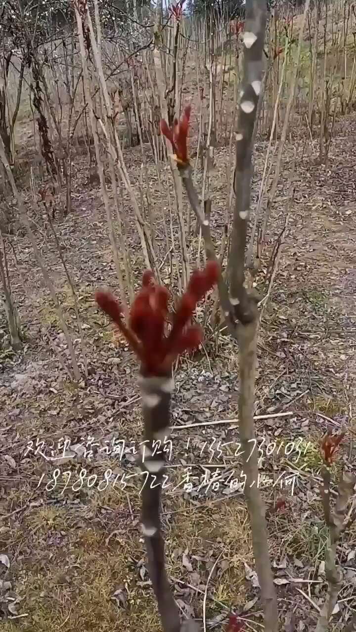 香椿芽 红油香椿芽