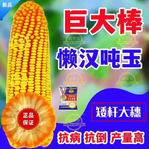 吨粮玉米种子产量高抗病优质玉米耐高温不花粒抗蜗牛懒汉玉米包邮