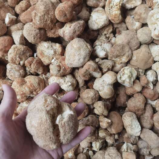古田县磨粉猴头菇
