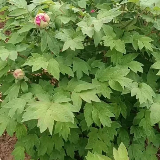 菏泽牡丹