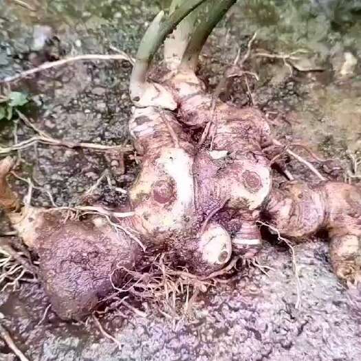永胜县姜形黄精