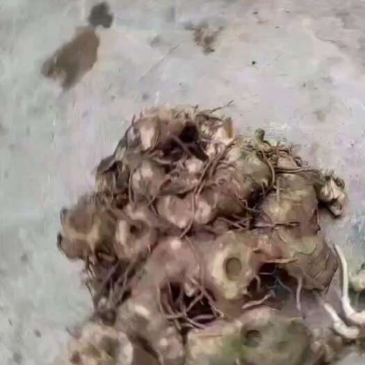 永胜县姜形黄精