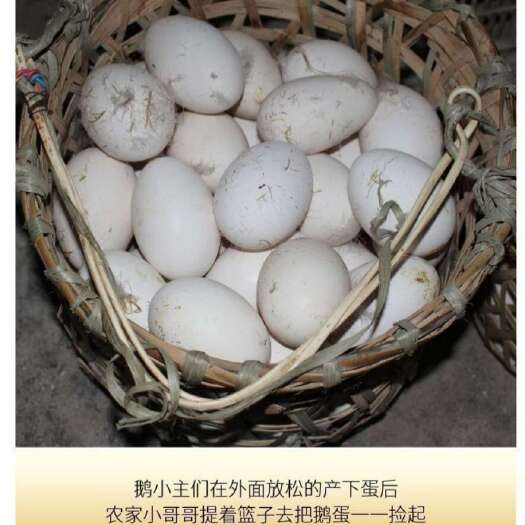 上蔡县超大土鹅蛋，一年以上大土鹅，土公母鸡