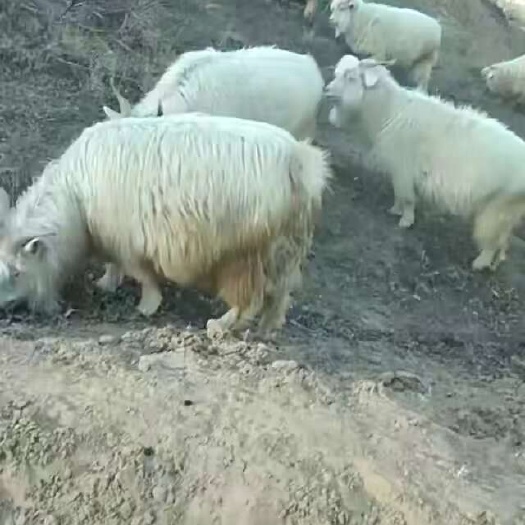子长市个人散养羊肉