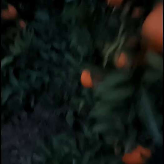 仁寿县眉山仁寿耙耙柑10年老树，味道纯正，老板需要的直接打电话