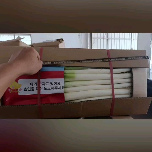 漳浦县蔬菜大葱