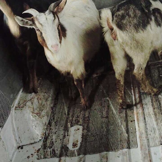 成都山羊