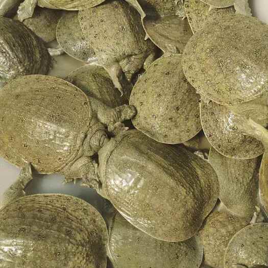 怀远县中华冷水甲鱼苗1-3两，快递包活