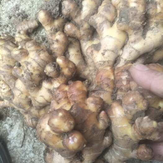 生姜，贵州二黄姜香辣有味